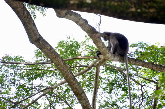 Image of Trachypithecus obscurus halonifer (Cantor 1845)