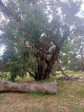 Image of Eucalyptus viminalis subsp. pryoriana (L. A. S. Johnson) M. I. H. Brooker & A. V. Slee