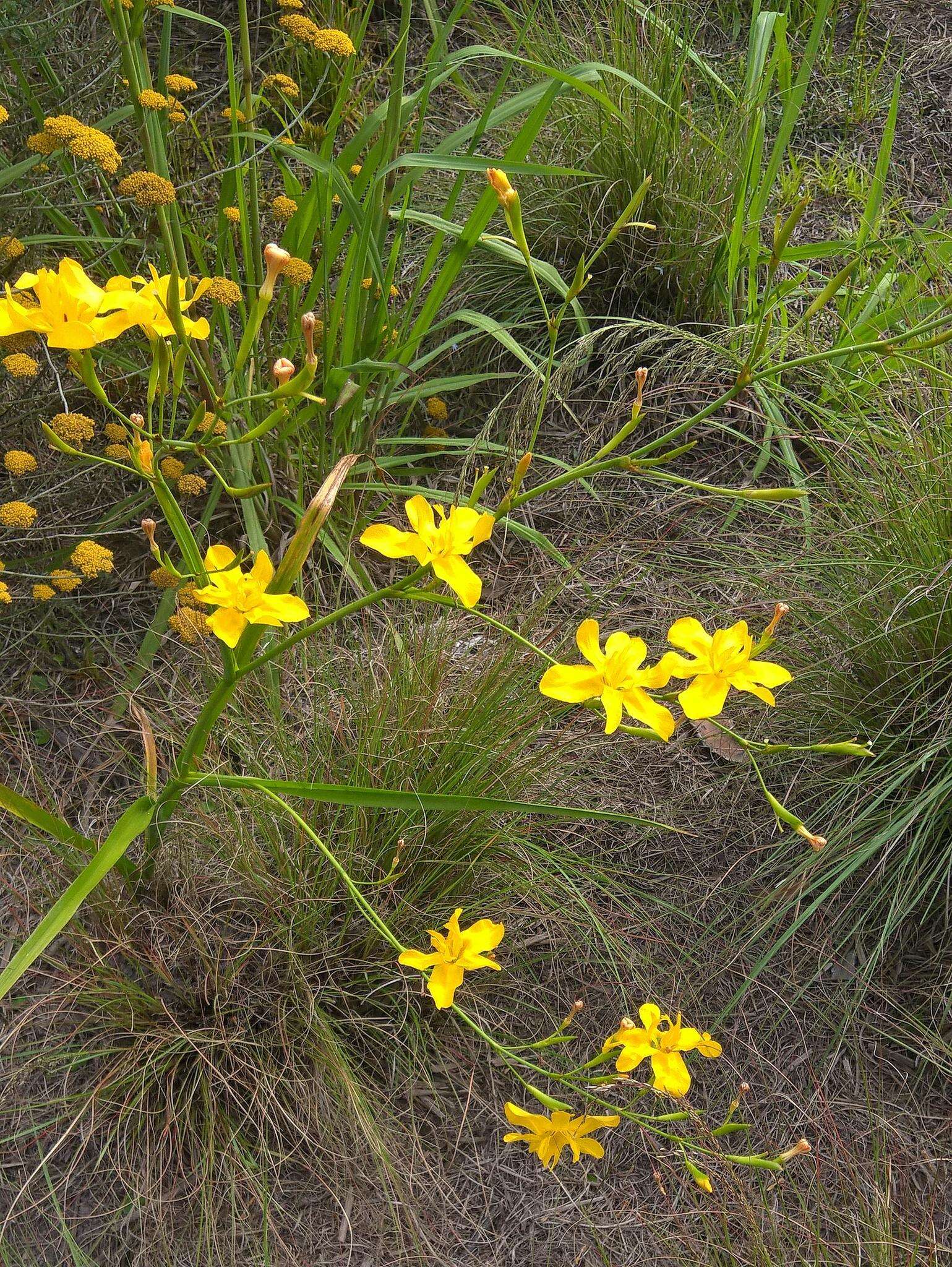 Image of Moraea ramosissima (L. fil.) Druce