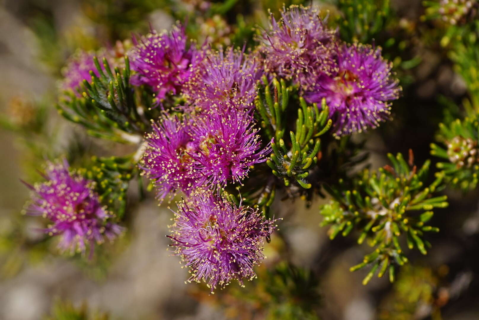 Image of Melaleuca trichophylla Lindl.