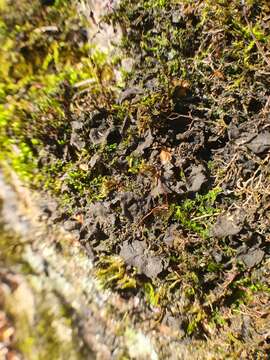 Image of jelly lichen