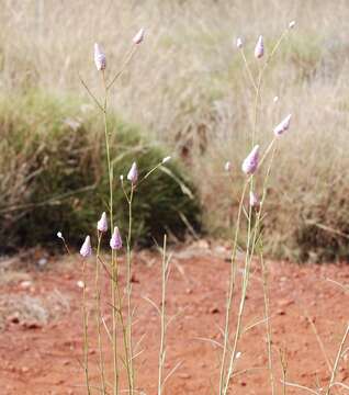 Image of Ptilotus calostachyus F. Müll.