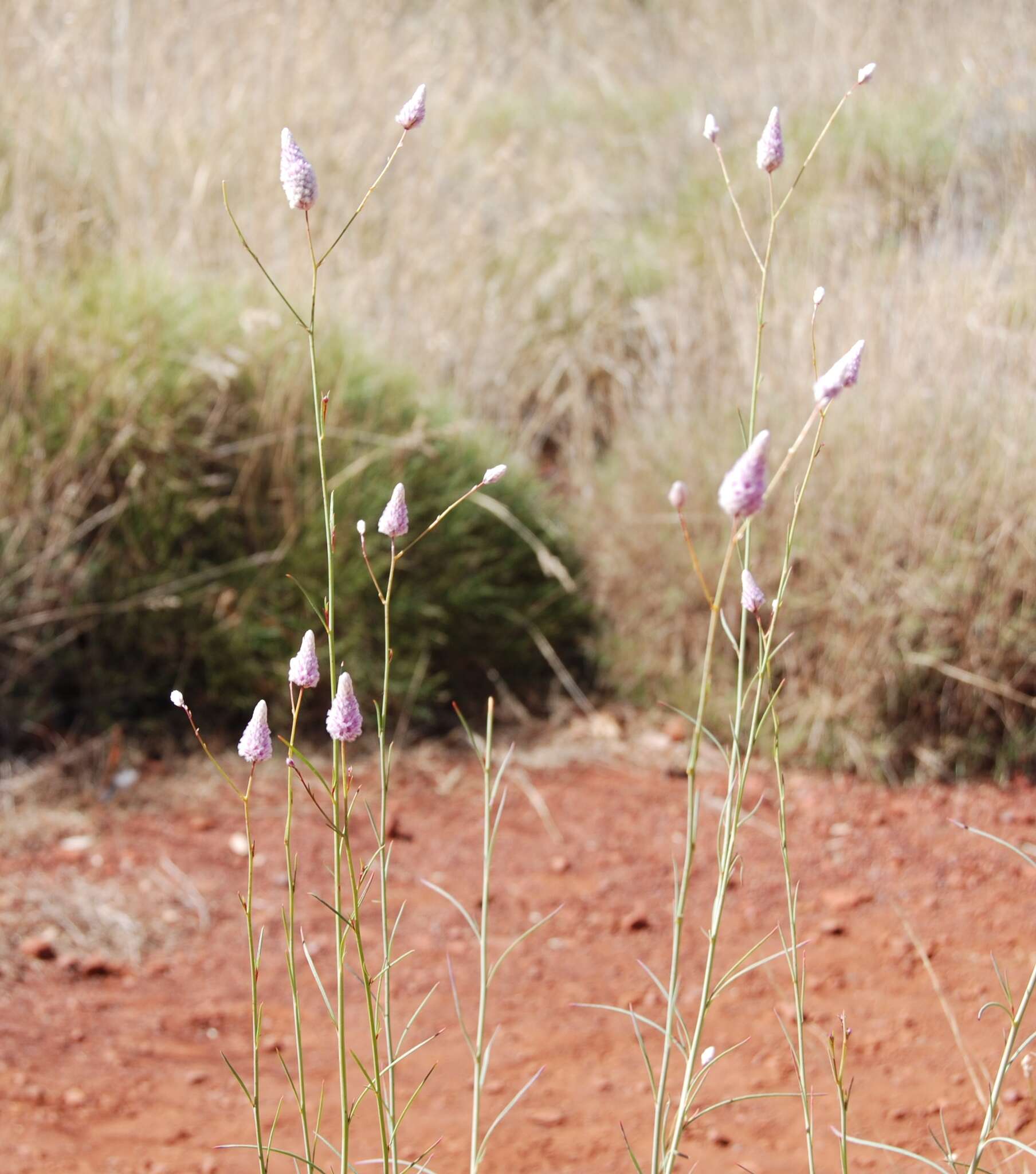 Image of Ptilotus calostachyus F. Müll.