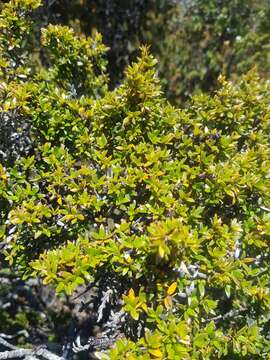 Image of Coprosma nitida Hook. fil.