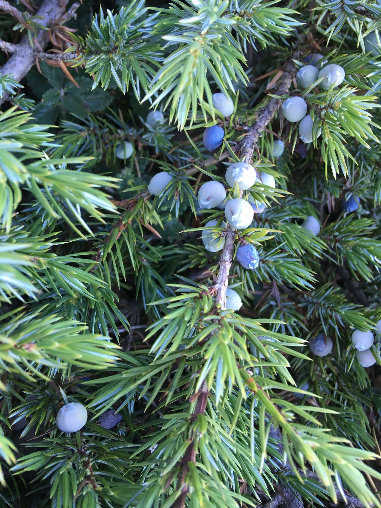 Image of Juniperus communis var. hemisphaerica (Jacq. & C. Presl) Parl.