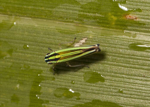 Image of Sibovia taeniatifrons (Schmidt & E. 1928)