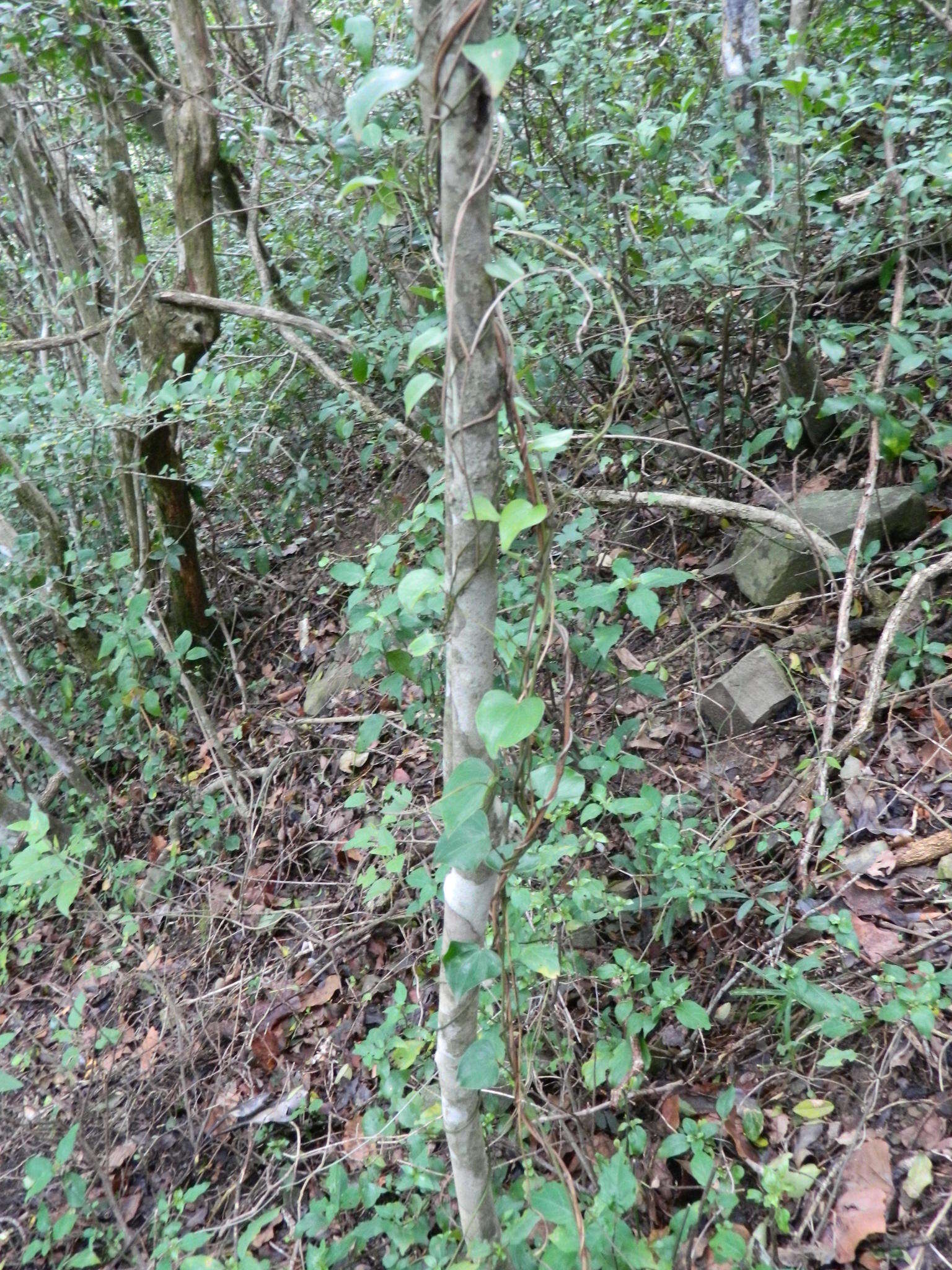 Image of <i>Dioscorea <i>sylvatica</i></i> f. sylvatica