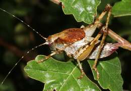 Image of Neduba castanea (Scudder & S. H. 1899)