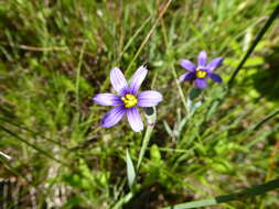 Sisyrinchium littorale Greene的圖片