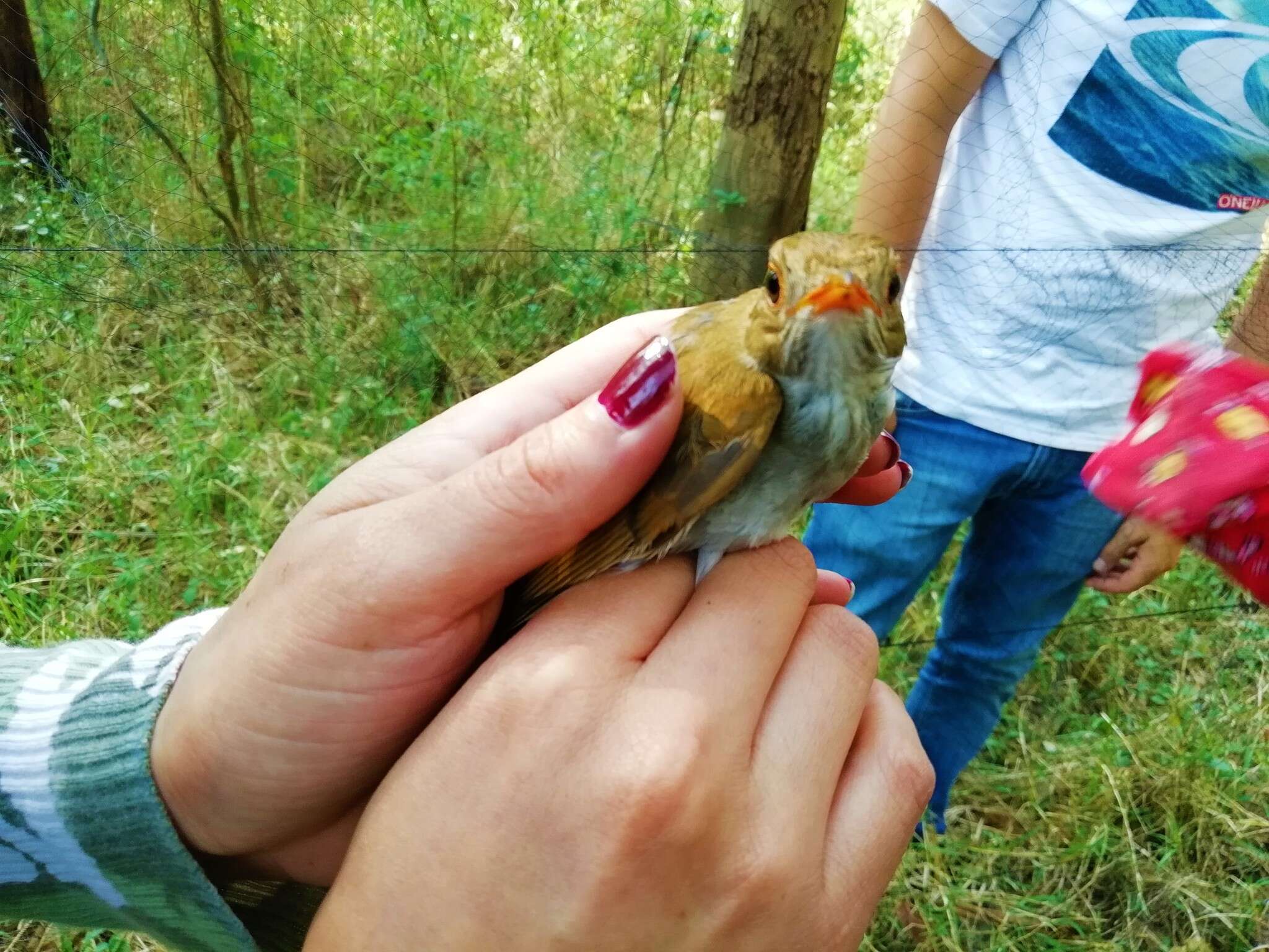 Image of Orange-billed Nightingale-Thrush