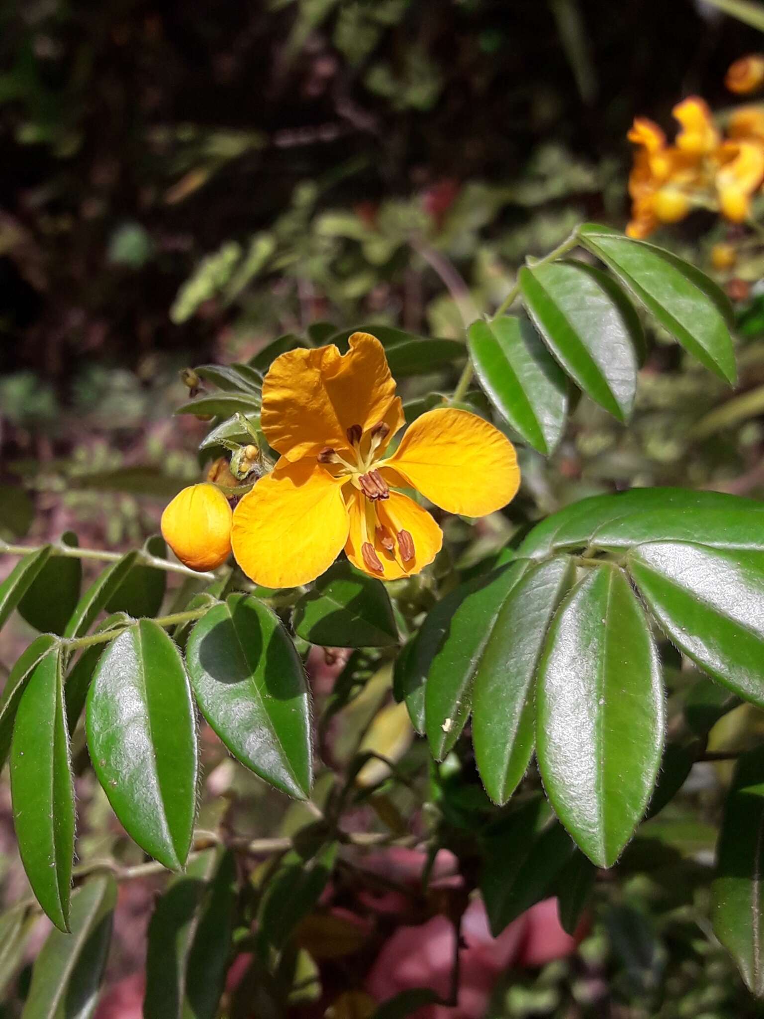 Image of Senna stipulacea (Aiton) H. S. Irwin & Barneby