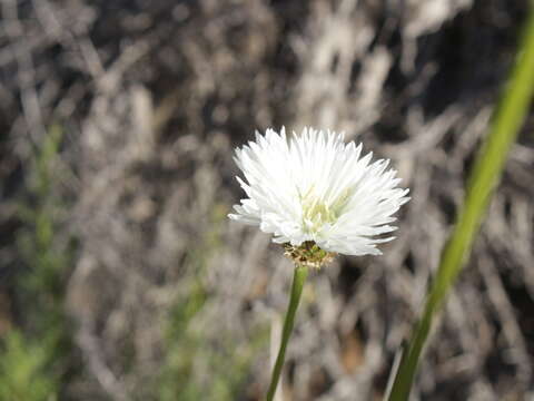 Image of Plectocephalus bridgesii