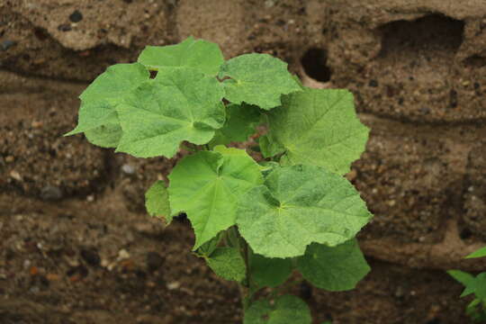 Image of Sonoran Indian mallow