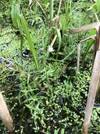 Image of marsh stitchwort