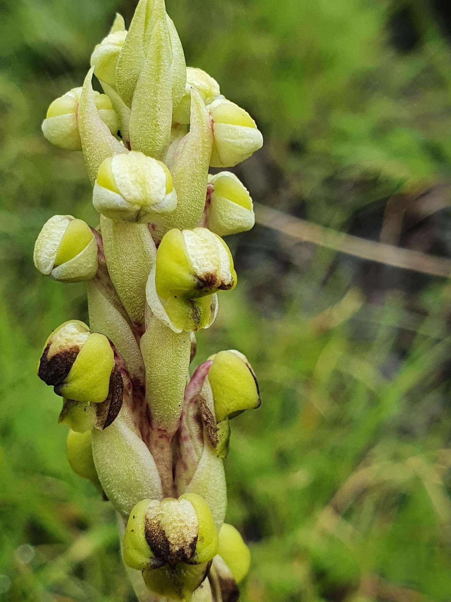 Image of Corycium dracomontanum Parkman & Schelpe