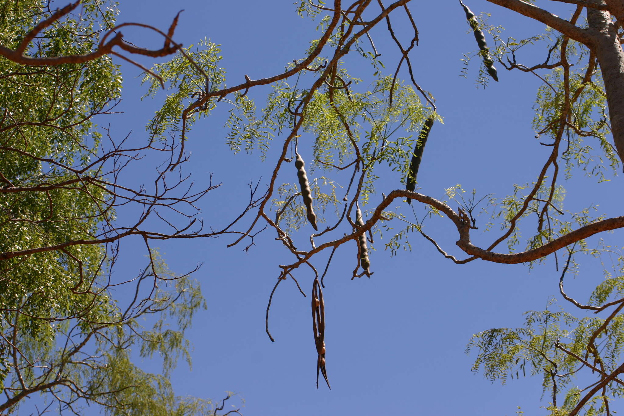 Image of Bottle Tree