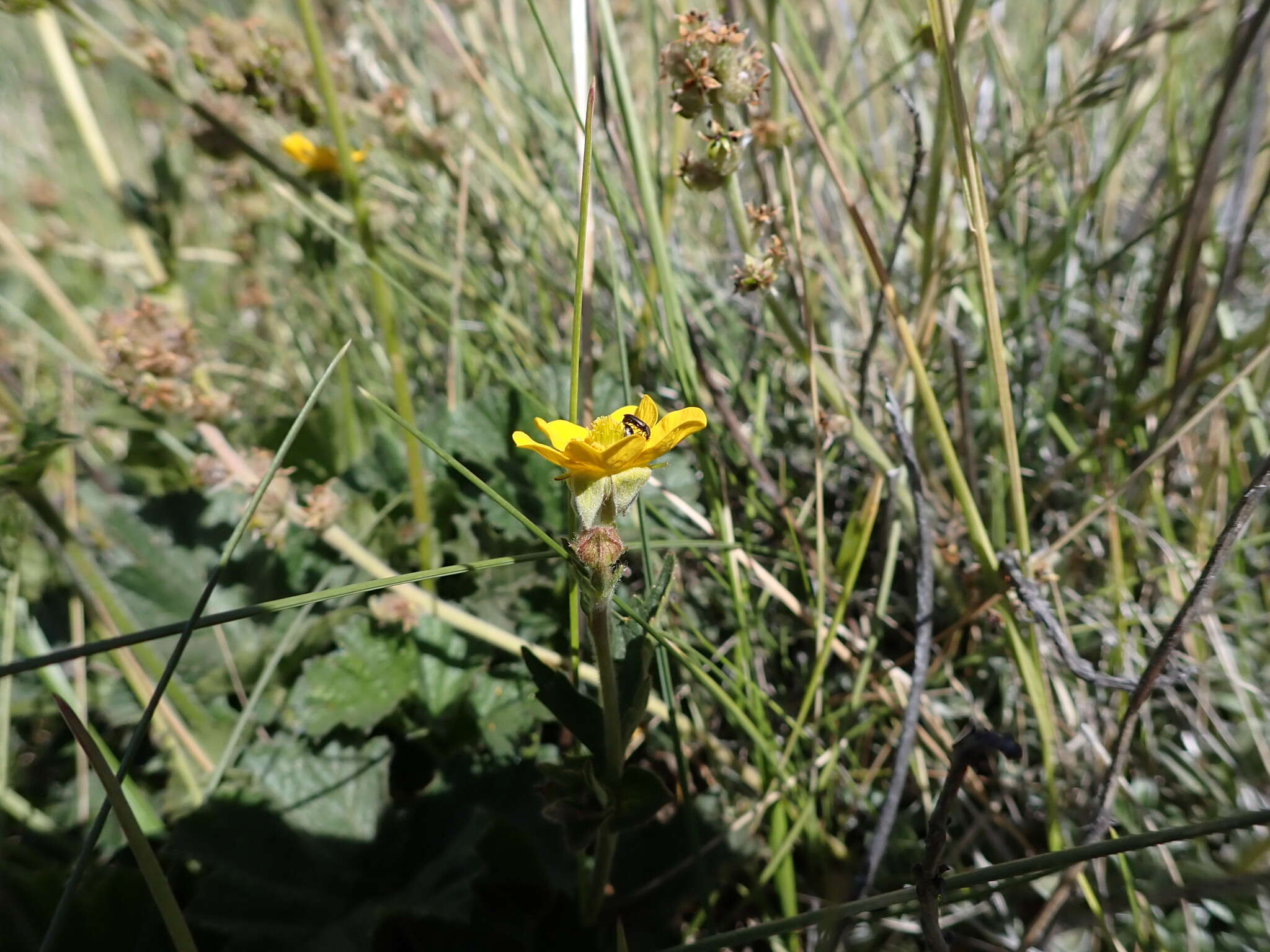 Image of Geum magellanicum Comm. ex Pers.