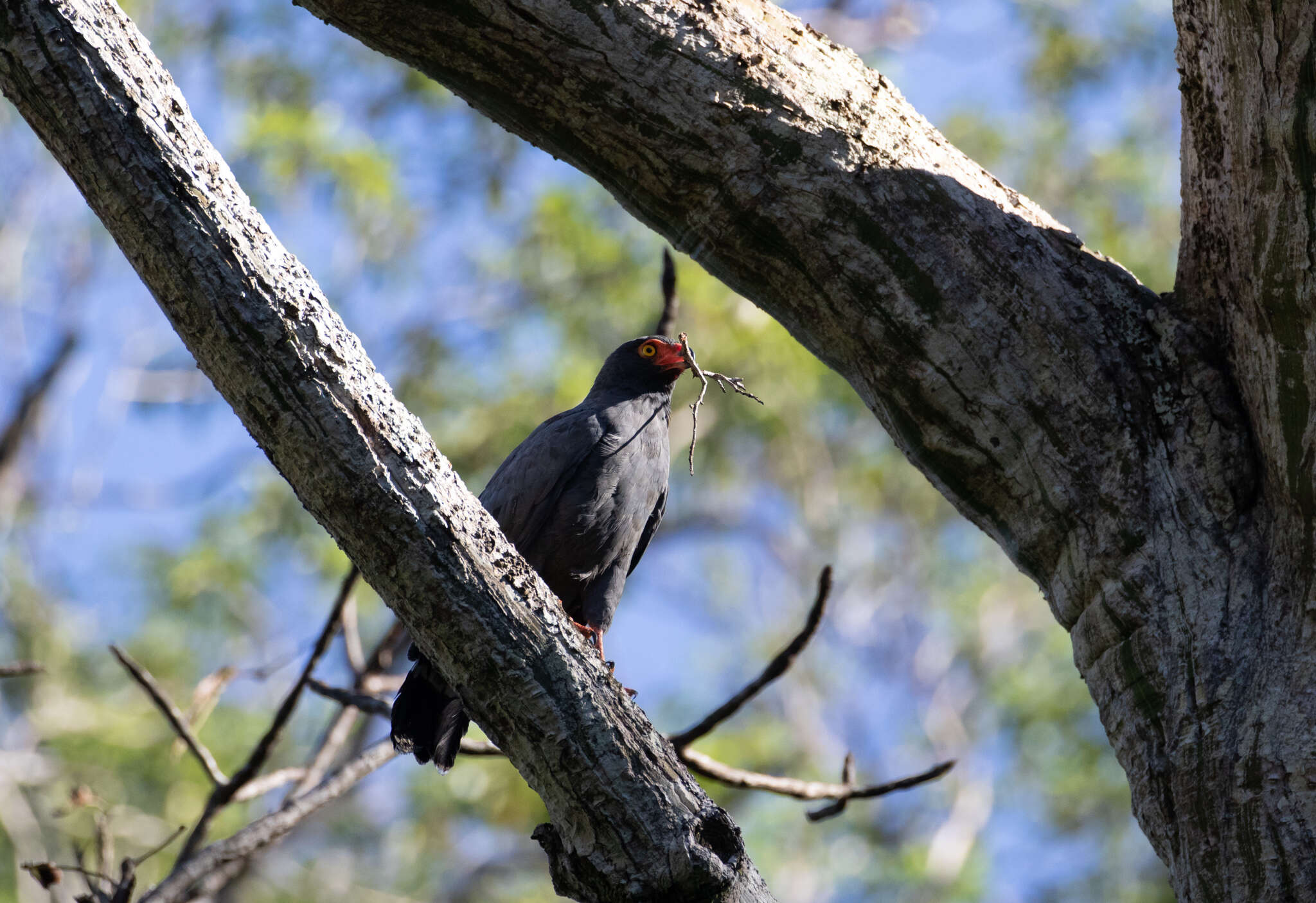 Image of Slate-colored Hawk