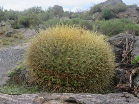 Echinopsis formosa (Pfeiff.) Jacobi ex Salm-Dyck resmi