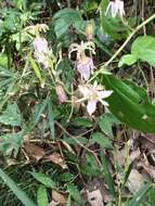 Image de Tricyrtis macropoda Miq.