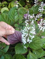 Image of speckled spur flower