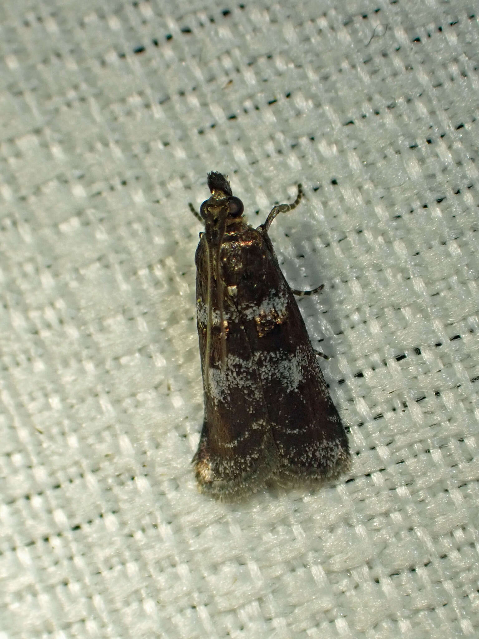 Image of Ortholepis myricella McDunnough 1958