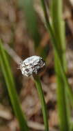 Image of sixangle pipewort