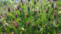 Слика од Trifolium dasyurum C. Presl