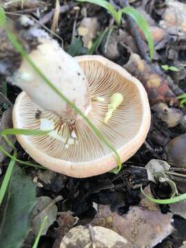 Image of Lactarius chrysorrheus Fr. 1838