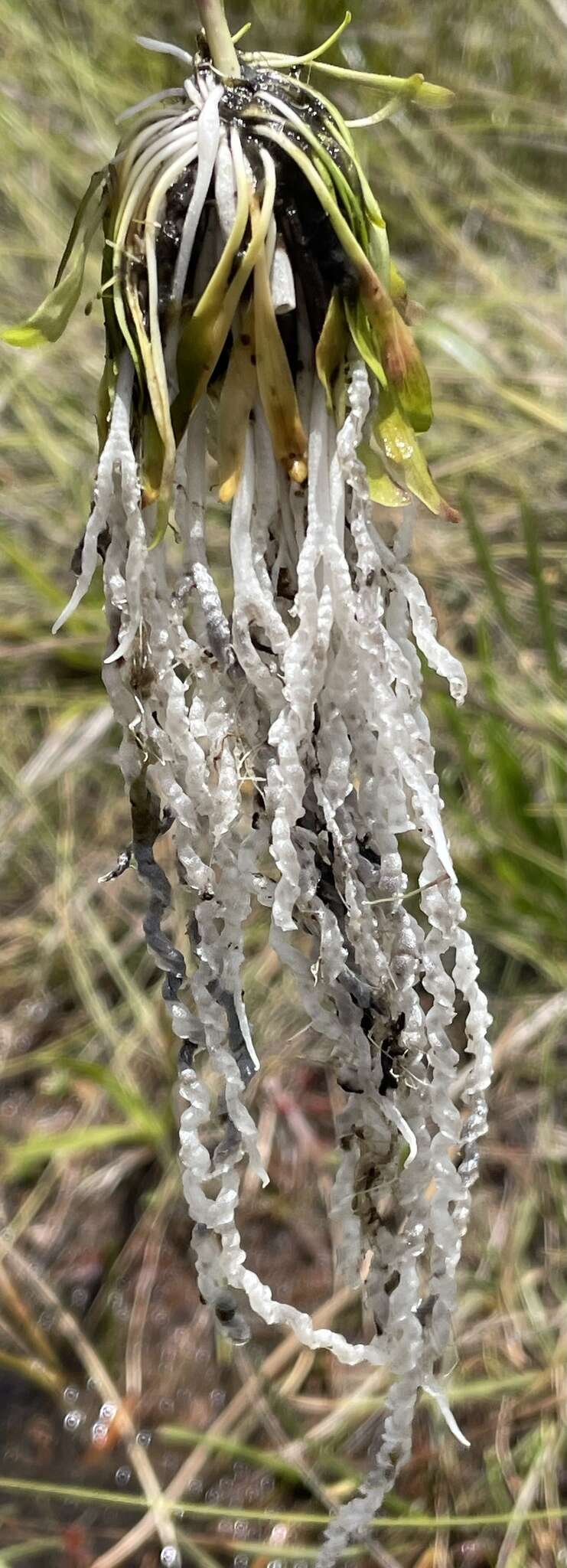 Image of Genlisea angolensis Good