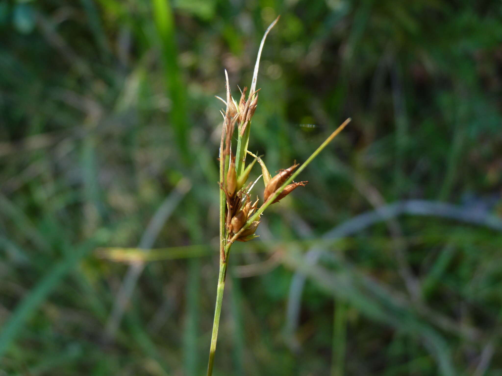 Image of Slender Beak Sedge