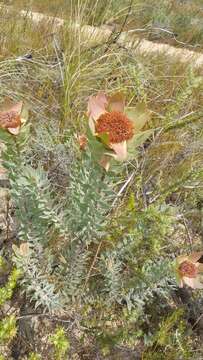 Image of Yellow bush