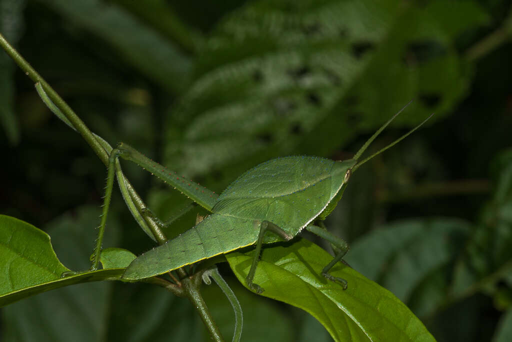 Image of Prionolopha