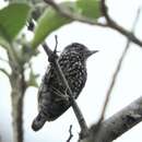 Image of Speckle-chested Piculet