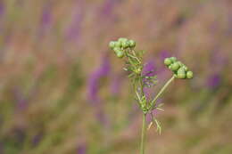 Imagem de Bifora testiculata (L.) Roth