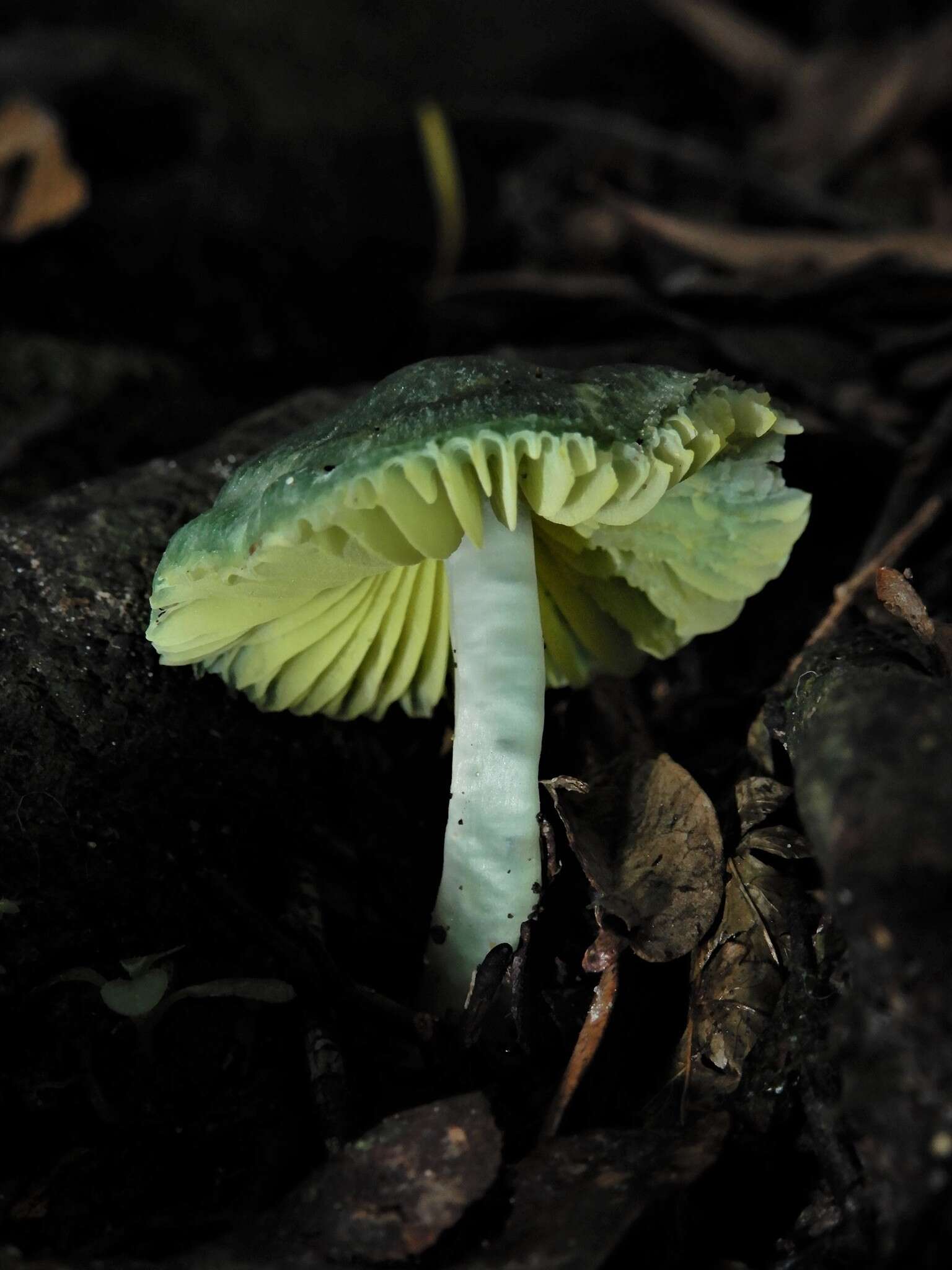 Image of Humidicutis luteovirens (E. Horak) E. Horak 1990