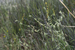 Слика од Silene dichotoma Ehrh.