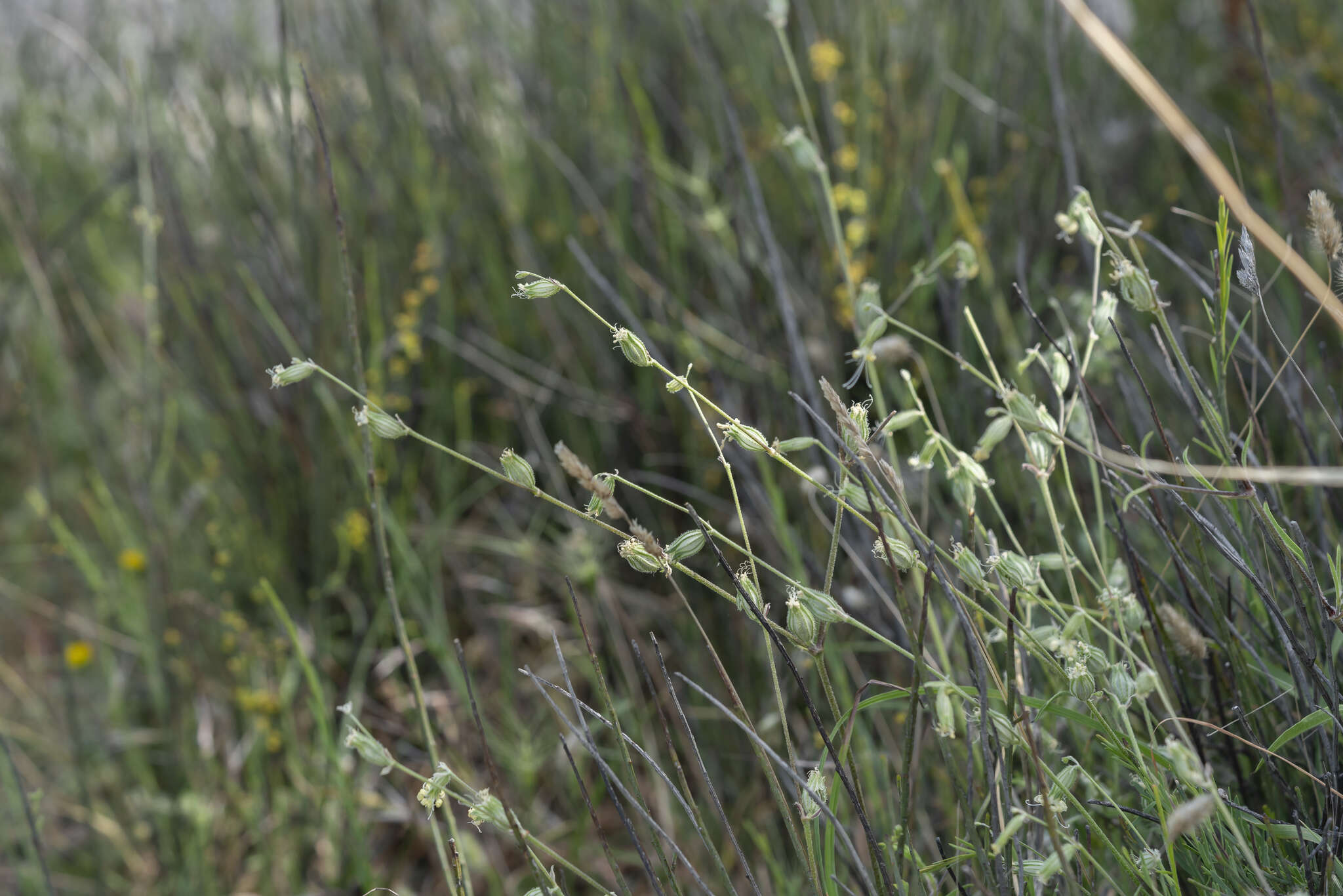 Слика од Silene dichotoma Ehrh.