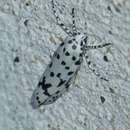 Image of Ethmia notatella Walker 1863