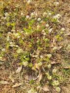 Image of small white clover