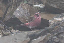 Image of Chinese White-browed Rosefinch