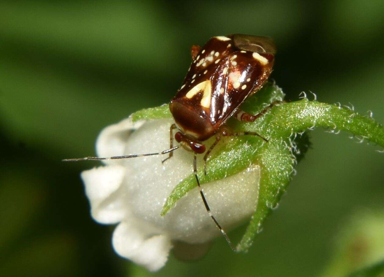 Horciasoides nobilellus (Berg 1883)的圖片