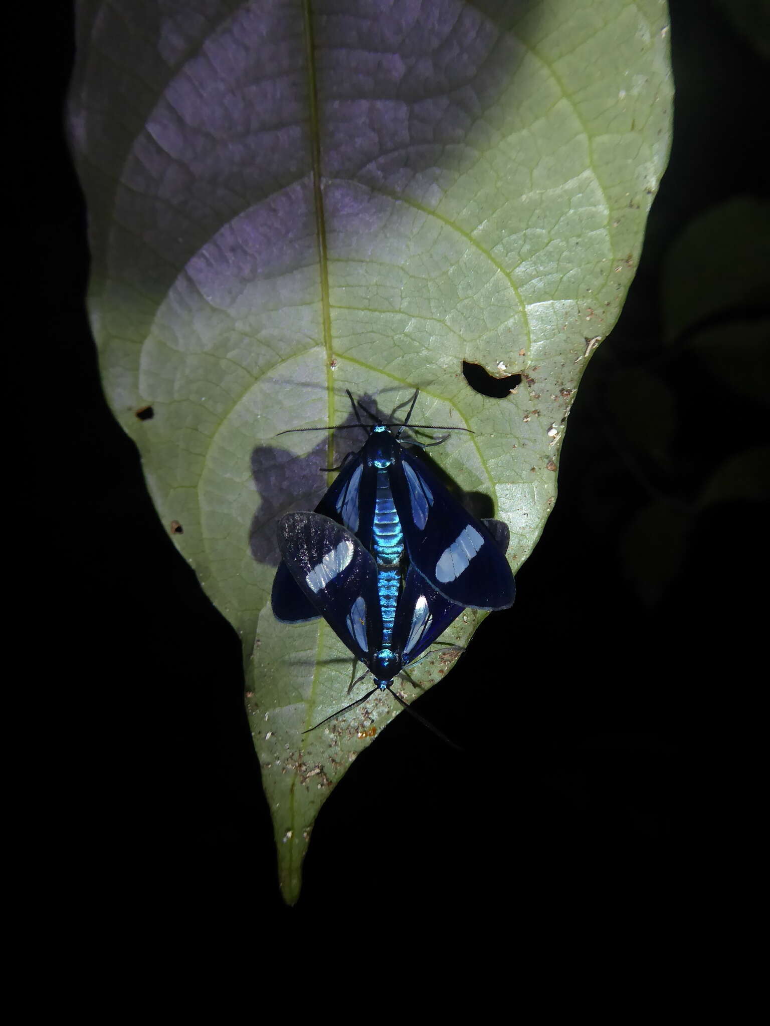 Image of Metastatia pyrrhorhoea Hübner 1827