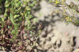 Image of Nomada crotchii Cresson 1878