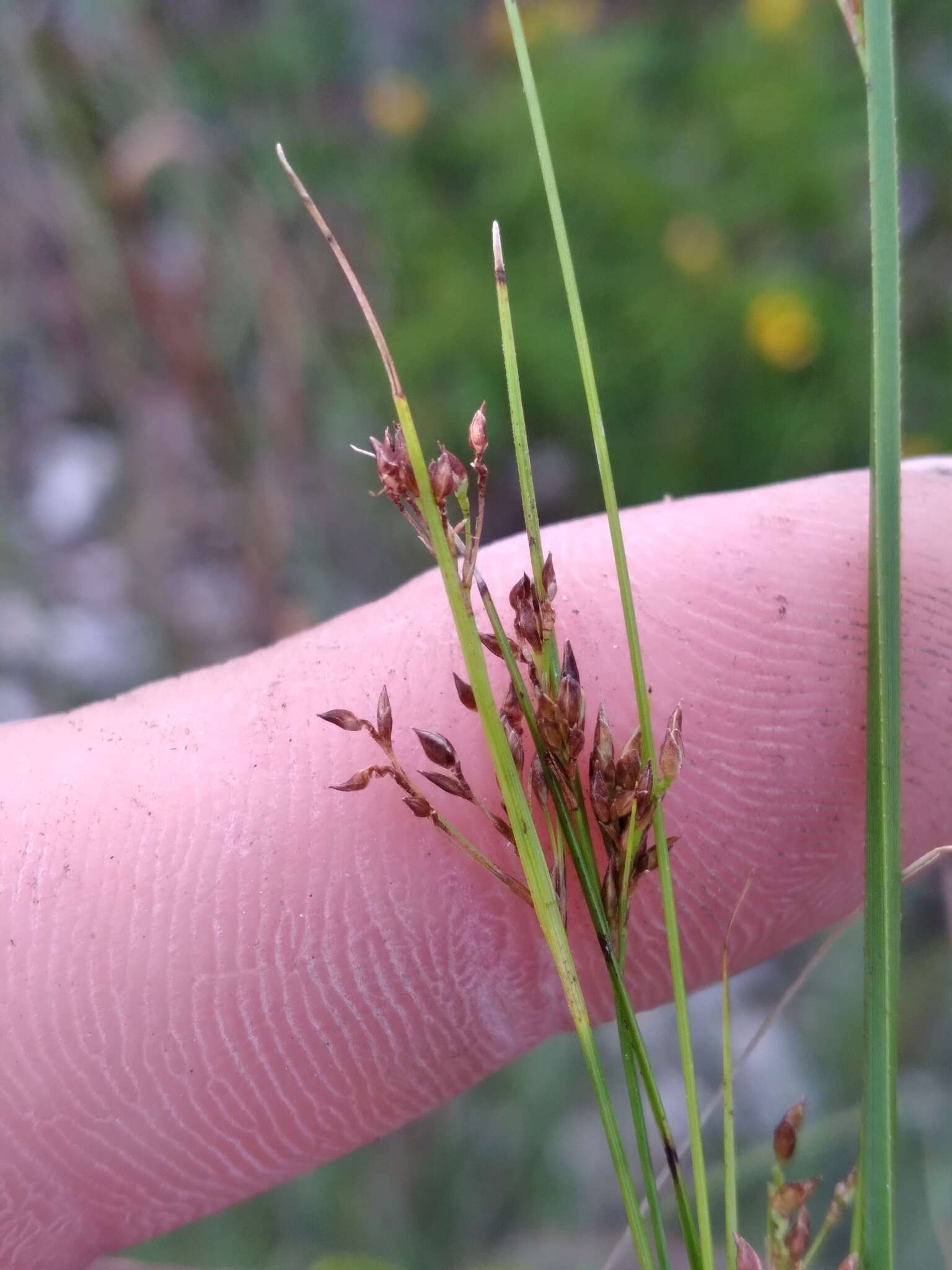 Image of Spreading Beak Sedge