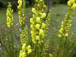 Image of Calceolaria linearis Ruiz & Pav.