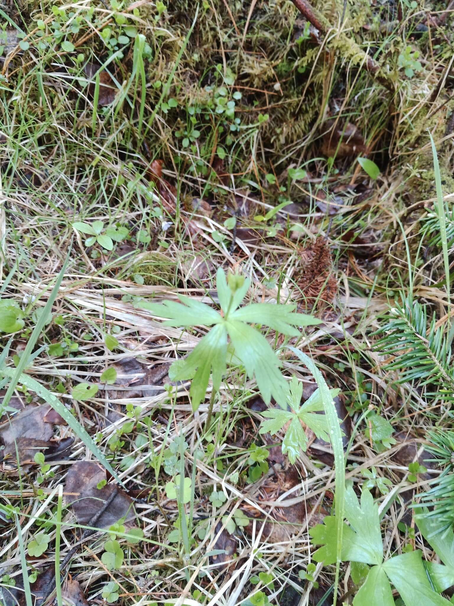 Image of Eranthis tanhoensis