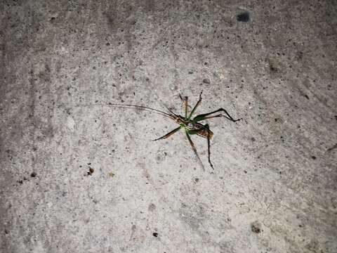 Image of Chestnut Short-wing Katydid