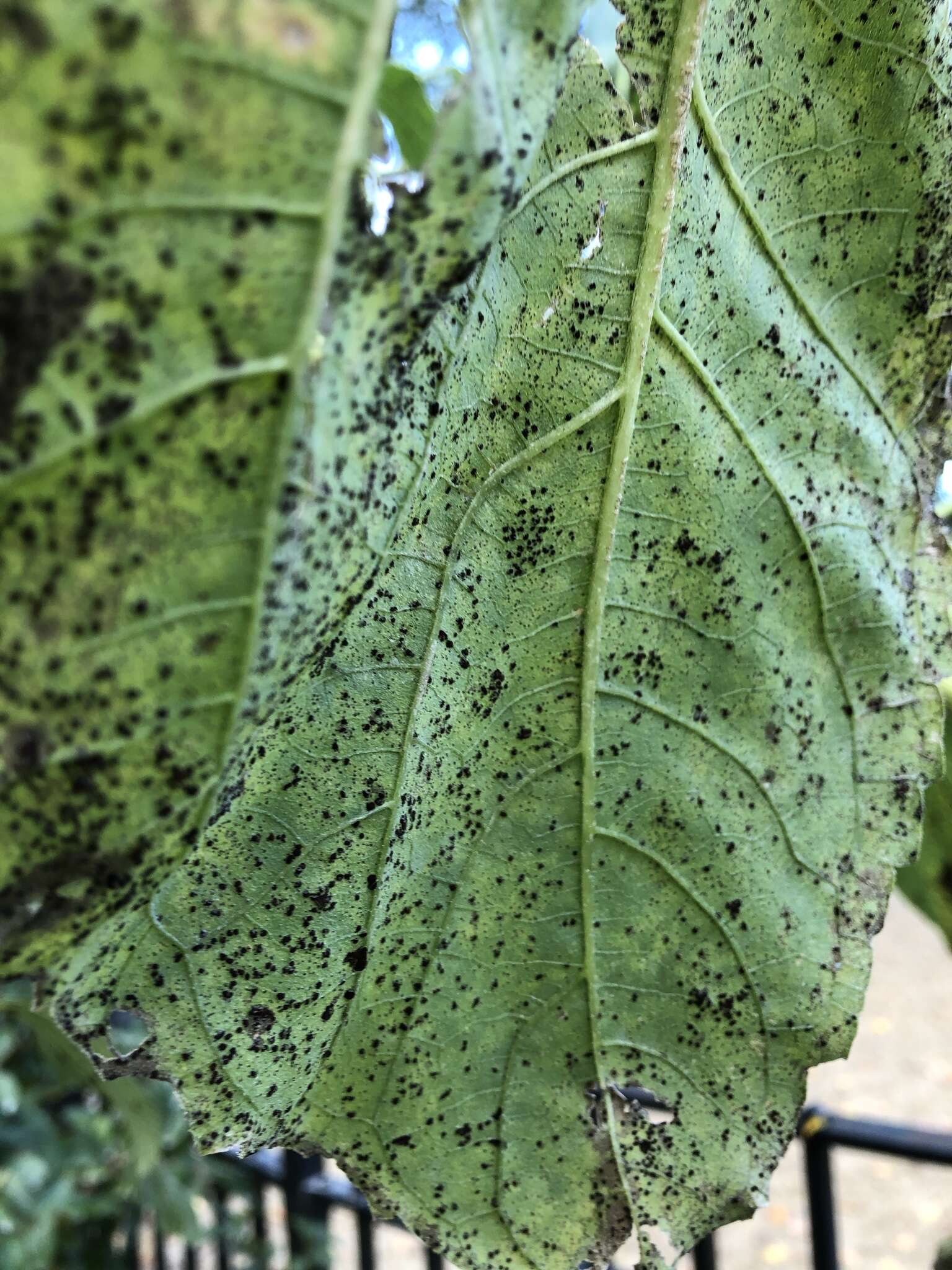 Image of Puccinia helianthi Schwein. 1822