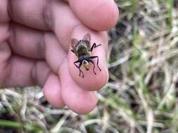 Image of Sericomyia tolli (Frey 1915)